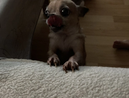 Chihuahua Dame
