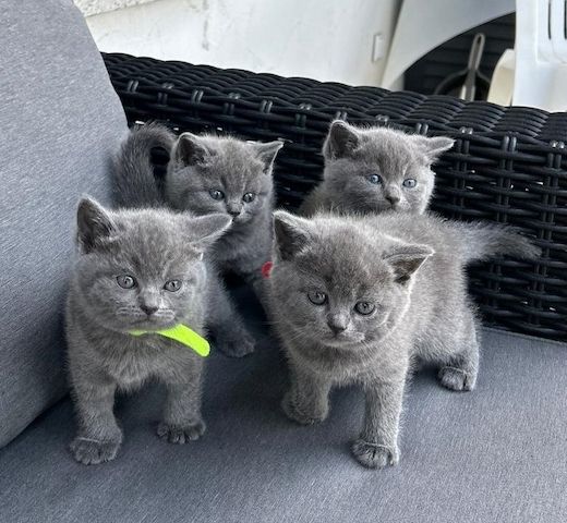 BKH Kitten in Blue (Grau) & Schwarz getigert, ab 20.06.24