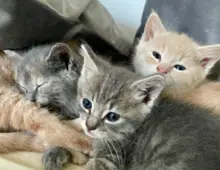 Verkaufe 3 kleine Katzen (2 Jungen, 1 Mädchen) BKH + Ragdoll Mix